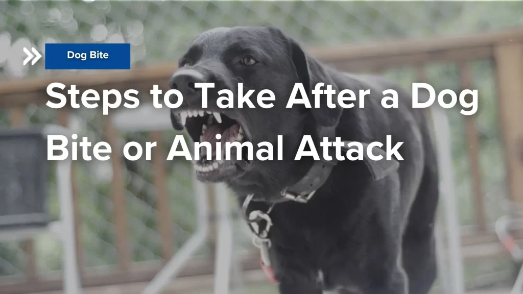Steps to Take After a Dog Bite or Animal Attack Image